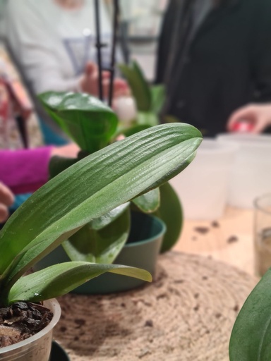 Plant-care (plantas de interior) 3/11